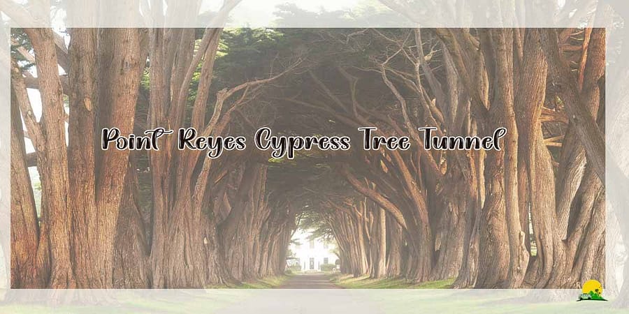 The Story of Point Reyes’ Cypress Tree Tunnel